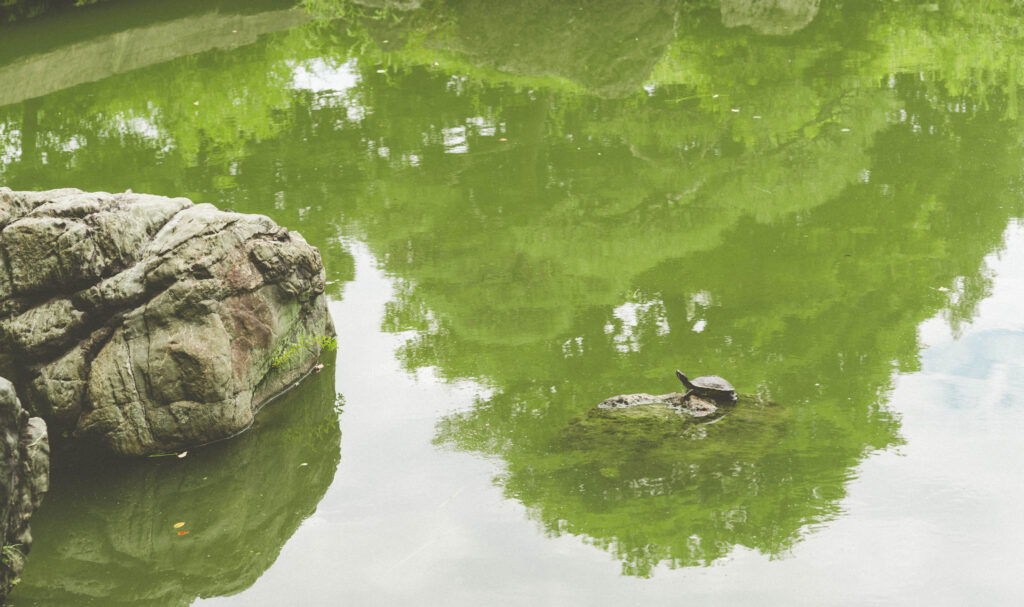 α７ⅲとsigma28‐70DGDNで撮る清州庭園の亀